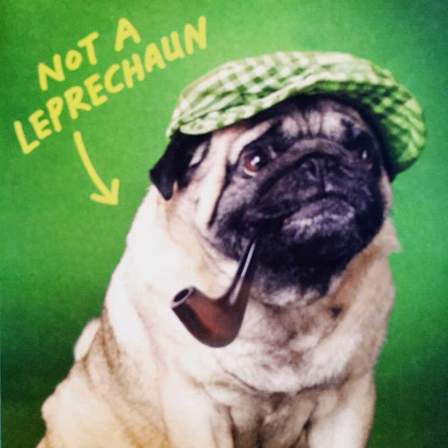 Funny Irish Dog Pug Leprechaun animated gif