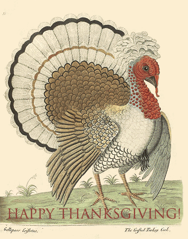 Happy Thanksgiving Wishes Turkey Gif