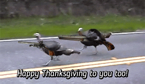 Funny Thanksgiving Turkey animated gif