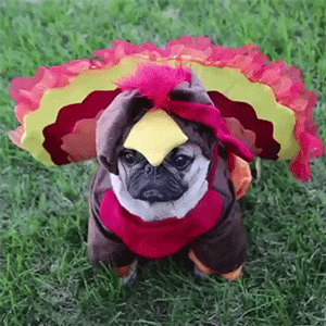 Funny Pug Dress As Turkey gif
