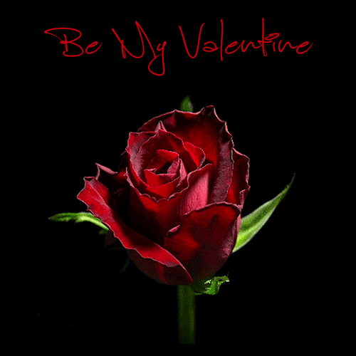 Amazing red rose blooming for Be My Valentine gif. 