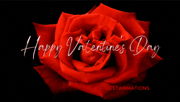  Valentines Day Red Rose Gif