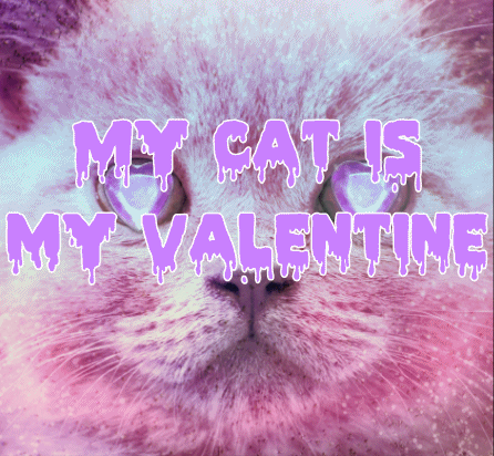 Funny Cat Happy Valentines Day Gif