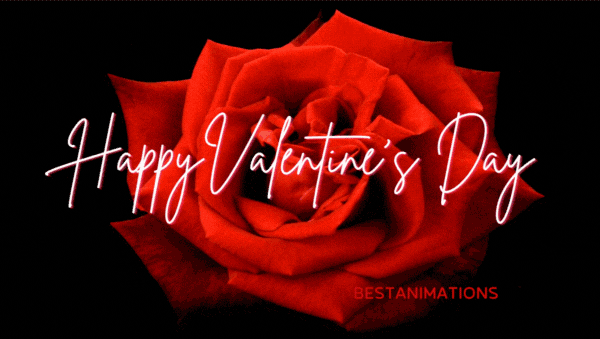 Happy Valentines Day Rose Gif