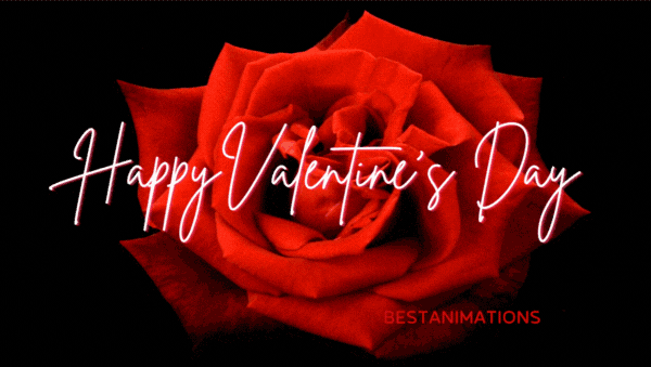 Happy Valentines Day Rose Gif animated gif