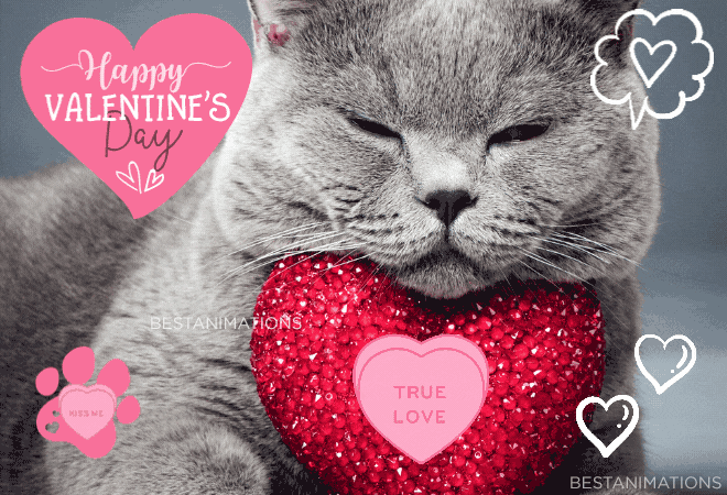 Cute Cat Happy Valentine's Day Gif animated gif