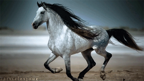Great Horse Gifs