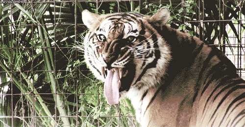 [Image: 1580403793tiger-sticking-tongue-out-gif.gif]