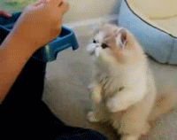 20 Awesome Cat Gifs